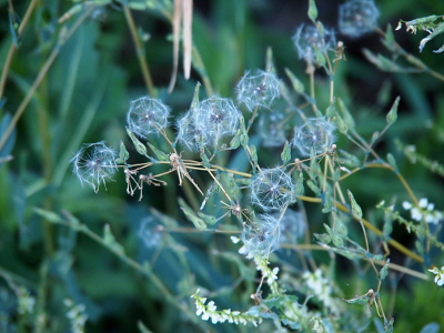 [Small balls of white with lots of air-space between are connected by stems to one plant.]